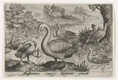 Zwaan en ganzen en eenden bij water