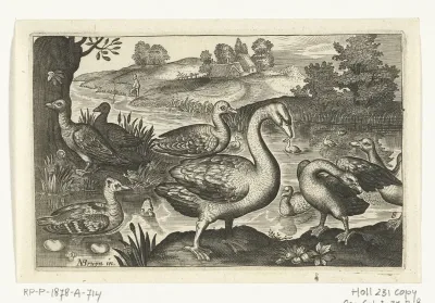 Zwaan en ganzen en eenden
