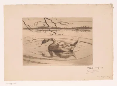 Zwaan in een waterplas