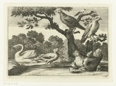 Zwaan, kip met kuikens en andere vogels