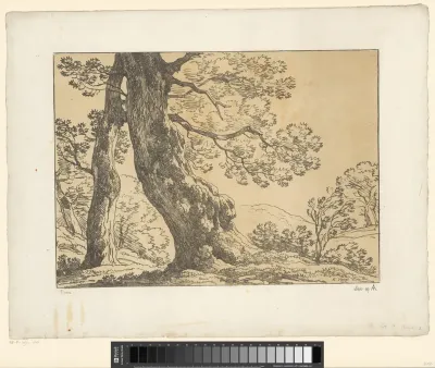 Zware bomen op een heuvel