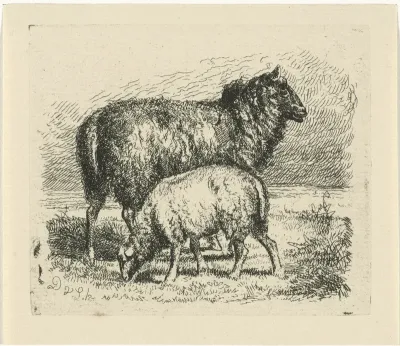 Zwart schaap met lam