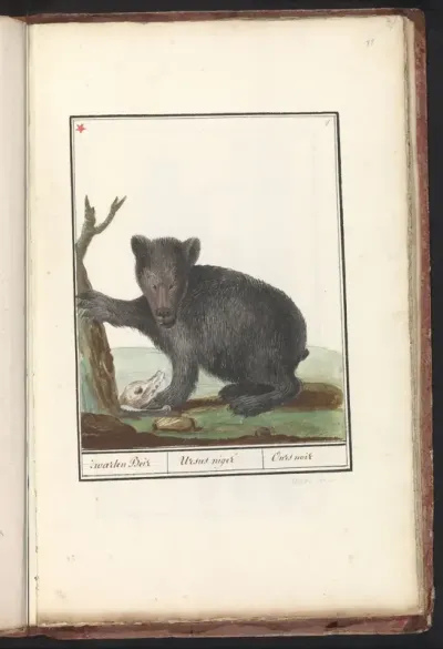 Zwarte beer (Ursus)