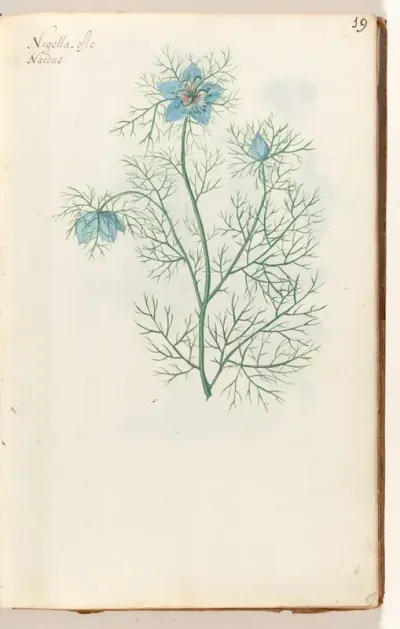 Zwarte komijn (Nigella sativa)