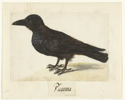 Zwarte kraai