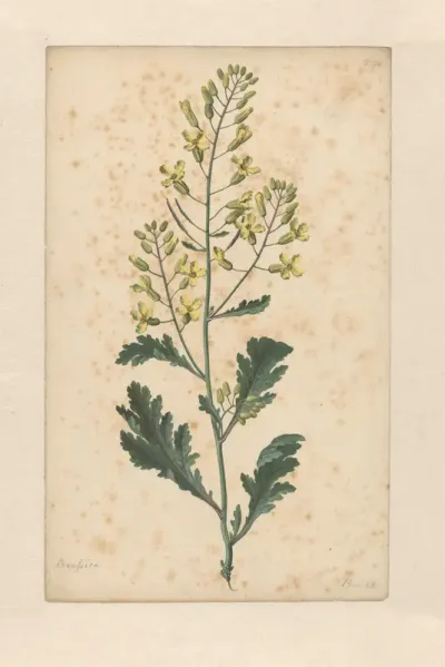 Zwarte mosterd (Brassica nigra)