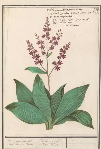 Zwarte nieswortel (Veratrum nigrum)