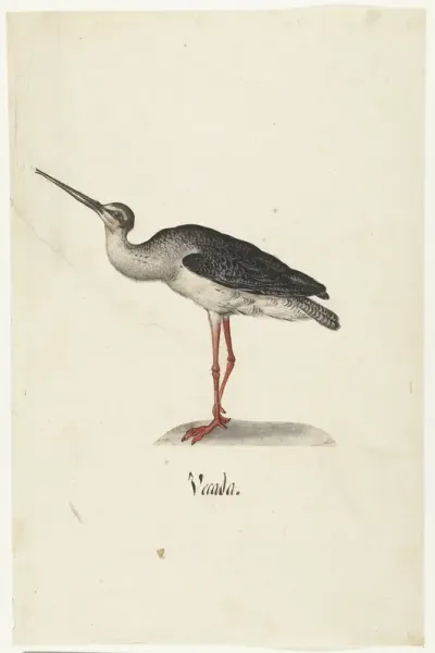 Zwarte Ruiter