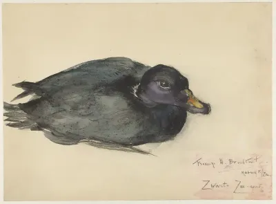 Zwarte zee-eend