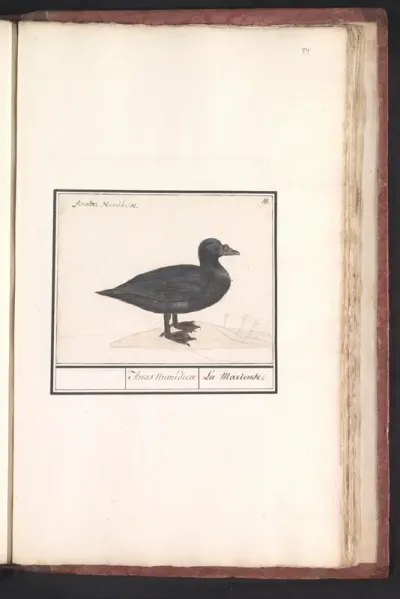 Zwarte zee-eend (Melanitta nigra)
