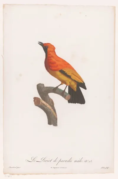 Zwartmaskerprieelvogel op een tak