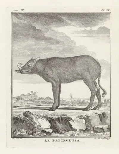 Zwijn