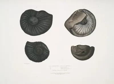1 2 Ammonites Nepaulensis 3 Ammonites Wallichii 4 Ammonites Tenuistnata