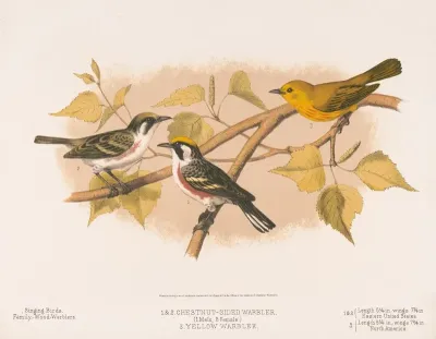 1 2 Chestnut Sided Warbler 1 Male 2 Female 3 Yellow Warbler