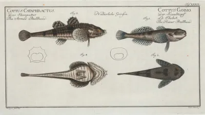 1 2 Cottus Gobio The River Bullhead 3 4 Cottus Cataphractus The Armed Bullhead