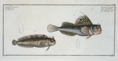 1 Blennius Ocellaris The Butterfly Fish 2 Blennius Gattorugine