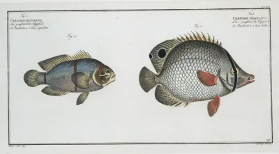 1 Chaetodon Bimaculatus 2 Chaetodon Biaculeatus