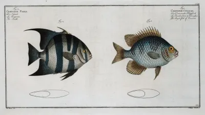 1 Chaetodon Curacao The Angel Fish Of Curacoo 2 Chaetodon Faber The Smith