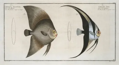1 Chaetodon Teira 2 Chaetodon Vespertilio