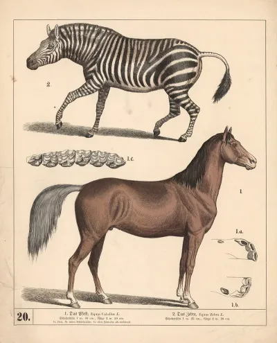 1 Das Pferd 2 Das Zebra