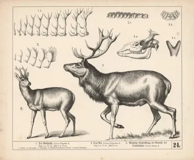 1 Der Edelhirsch 2 Das Reh 3 Allmalige Entwickelung Der Geweihe Des Damhirsches