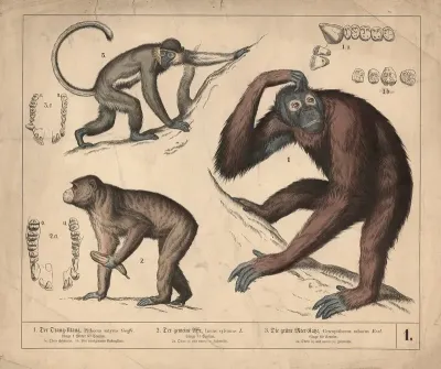 1 Der Orang Utang 2 Der Gemeine Affe 3 Die Grune Meer Katze 2