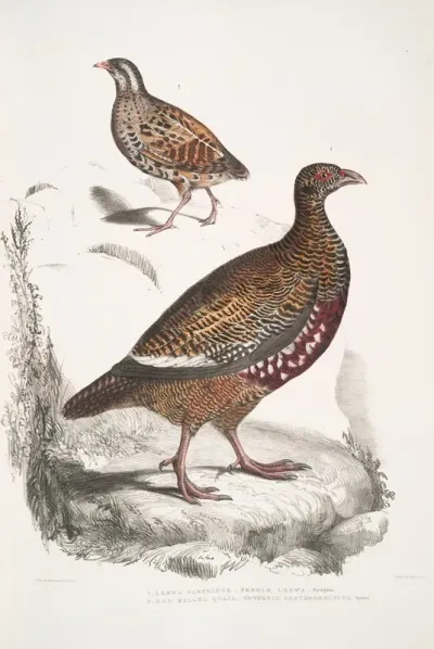 1 Lerwa Partridge Perdix Lerwa 2 Red Billed Quail Coturnix Erythrorhyncha Erythroryncha
