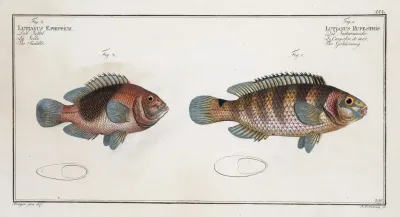 1 Lutjanus Rupestris The Goldsinny 2 Lutjanus Ephippium The Saddle