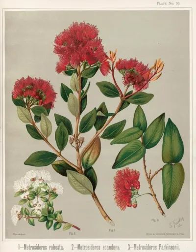 1 Metrosideros Robusta 2 Metrosideros Scandens 3 Metrosideros Parkinsonii Plate 36
