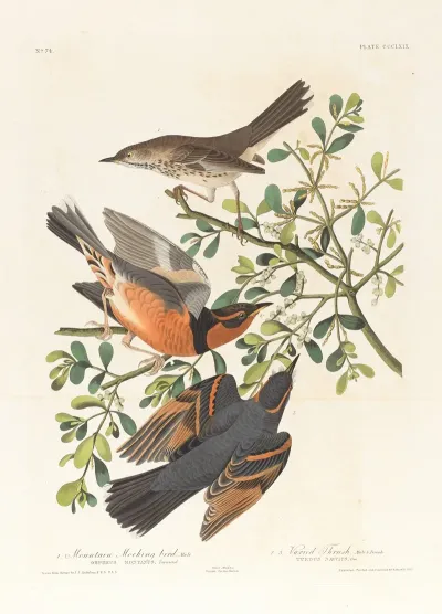 1 Mountain Mocking Bird Male 2 3 Varied Thrush Male Female
