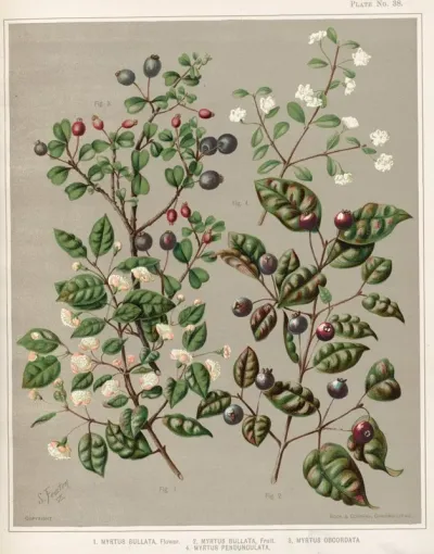 1 Myrtus Bullata Flower 2 Myrtus Bullata Fruit 3 Myrtus Obcordata 4 Myrus Pendunculata Plate 38