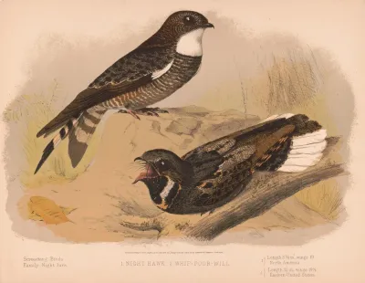 1 Night Hawk 2 Whip Poor Will