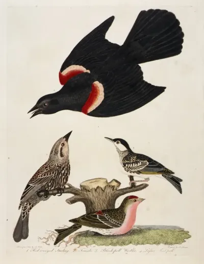1 Red Winged Starling 2 Female 3 Black Poll Warbler 4 Lesser Red Poll