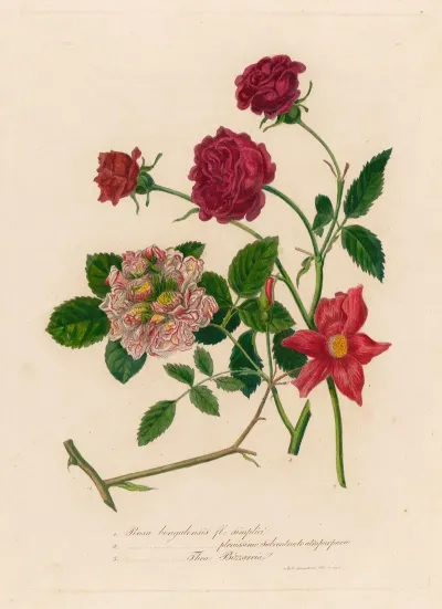 1 Rosa Bengalensis Fl Simplici And 2 Rosa Bengalensis Plenissimo Subcontracto Atro Purpureo And 3 Rosa Bengalensis Thea Bizzarria