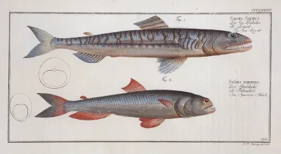 1 Salmo Saurus The Sea Lizard 2 Salmo Foetens Sea Sparrow Hawk