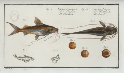 1 Silurus Clarias The Longbearded 3 Silurus Ascita The Crack Belly
