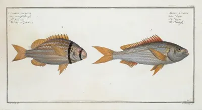 1 Sparus Cuning The Cuning 2 Sparus Vittatus The Striped Gilt Head