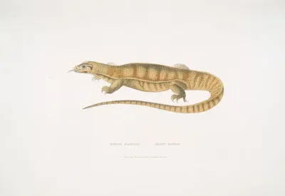 1 Yellow Monitor Monitor Flavescens