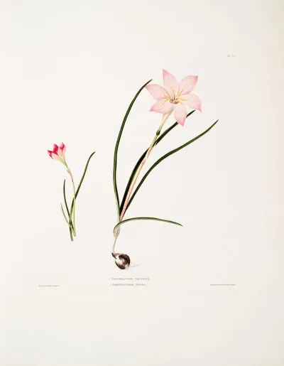1 Zephyranthes Carinatus 2 Zephyranthes Rosea Zaphyr Lily Fairy Lily Rain Lily