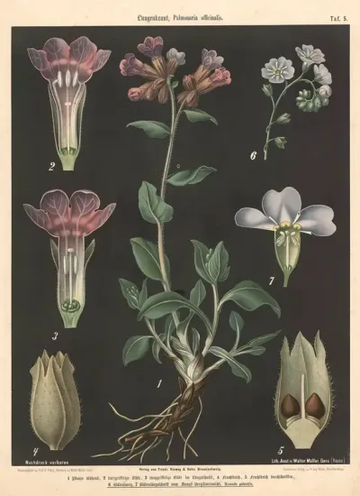 105 Lungenkraut Pulmonaria Officinalis