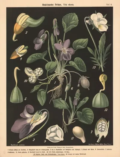 206 Wohlriechendes Veilchen Viola Odorata