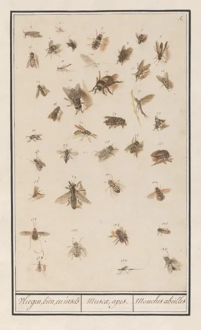 38 Gevleugelde Insecten Blad Met Achtendertig Gevleugelde Insecten Vliegen Bien En Ursels Muscae Apes Mouches Abeilles