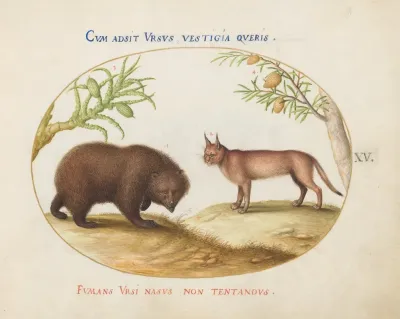 A Bear And A Lynx