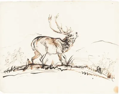 A Bellowing Stag