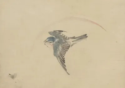 A Bird Flying To The Left Seen From Above