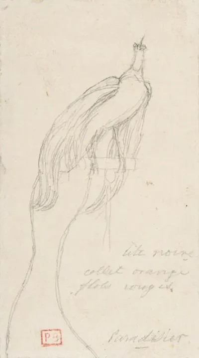 A Bird Of Paradise