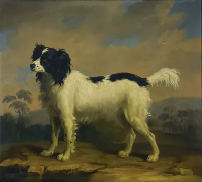 A Black And White Spaniel In A Landscape