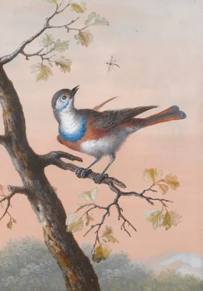 A Bluethroat