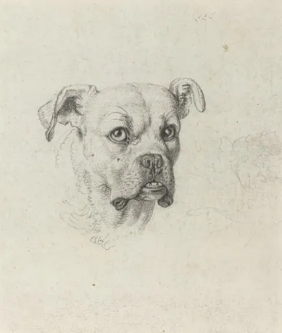 A Boxer