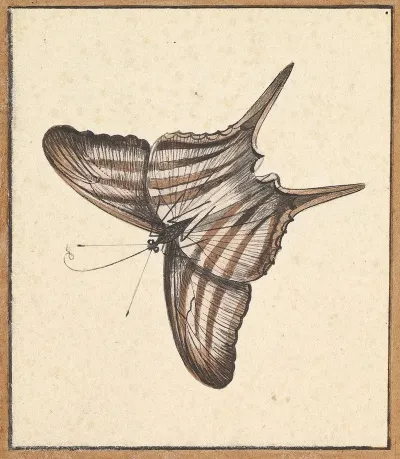 A Butterfly 2